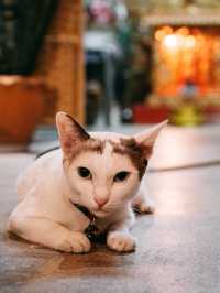 Meaw Kad Cafe
