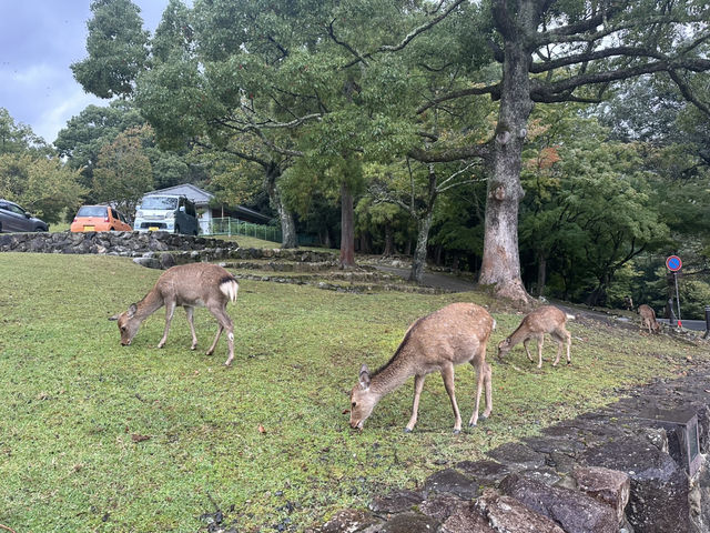 若草山：在奈良的自然懷抱中，享受壯麗的景色與心靈的寧靜！