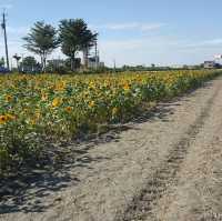 雲林莿桐花海🌻