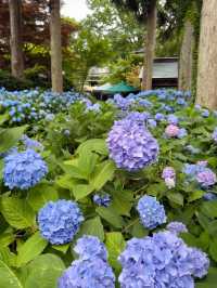 Hydrangea Heaven: A Summer Pilgrimage to Oga's Blue Temple