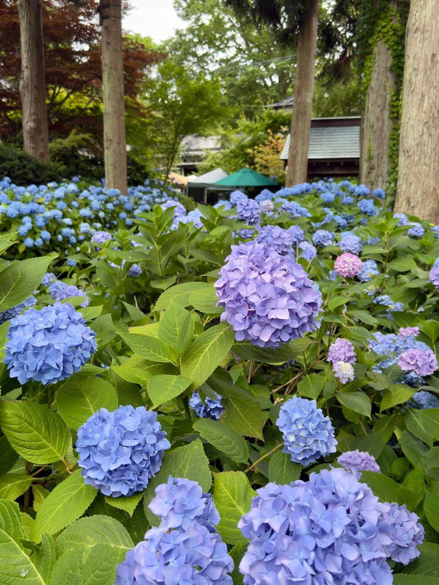 Hydrangea Heaven: A Summer Pilgrimage to Oga's Blue Temple