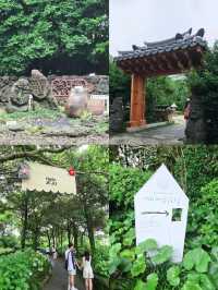 🩷 山茶花之丘  Camellia Hill 카멜리아힐 💜
