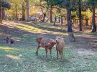 รีวิว Nara Park – เดินชิล, ใบไม้โรแมนติก และผองเพื่