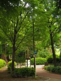 🇯🇵 Tokyo Spot | A Leisurely Stroll through Ueno Park