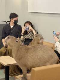 Cafe Capyba – Tokyo’s Cozy Capybara Retreat  