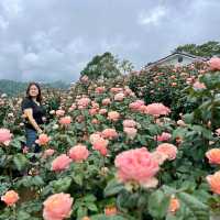 🌹สวนกุหลาบโรแมนติกชิดขอบฟ้า – เชียงใหม่🌄