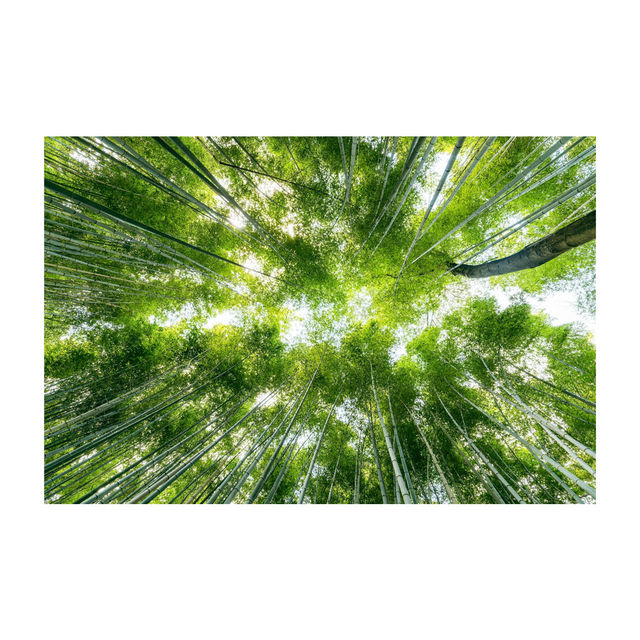 📍 京都・嵐山 —— 一個融合自然、歷史與文化的夢幻之地🌿