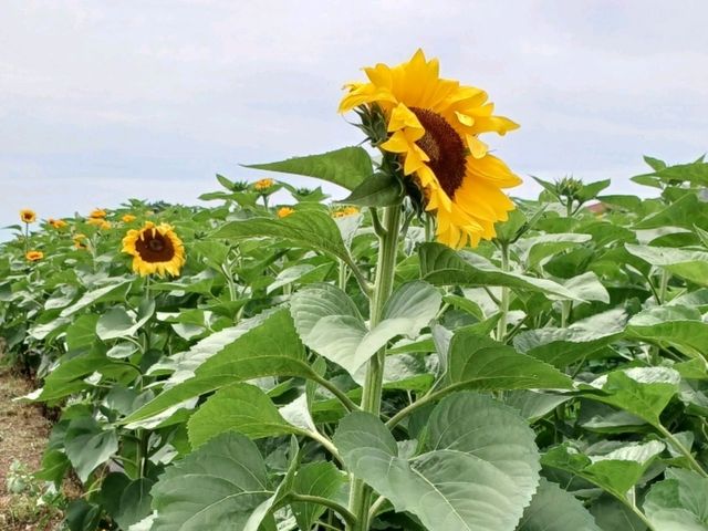 노란 여름, 해바라기 바다 속을 걷다