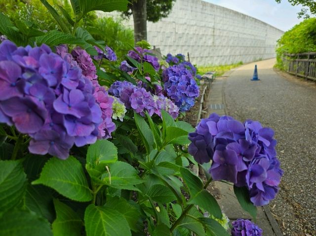 ชมดอกไฮเดรนเยียที่สวยงามของเมืองคะริยะ