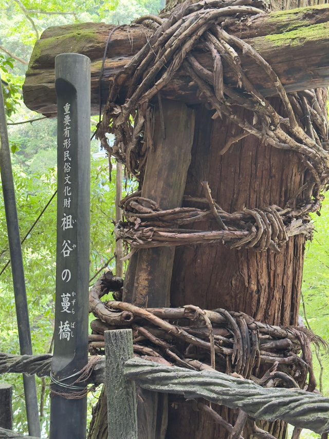 四國｜德島｜祖谷蔓橋｜一步一驚心的秘境冒險 🌿🌉