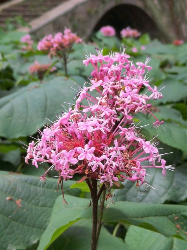 The Enigmatic "Stinkless" Stinkweed Blooms of Maojiapu