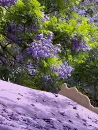 💜 Where to See Purple Flowers in Kunming✨