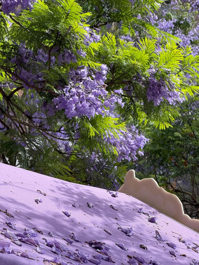 💜 Where to See Purple Flowers in Kunming✨