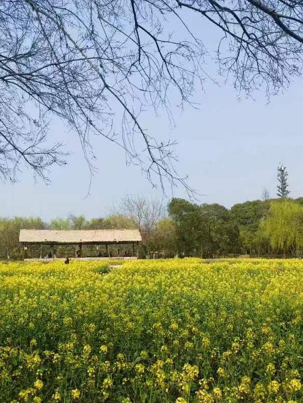🌿 Tranquility by the Water — Daytime Strolls in Wuzhen