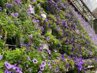 Bloom & Breathe: Explore the Hidden Garden Gem of MARDI Cameron Highlands!