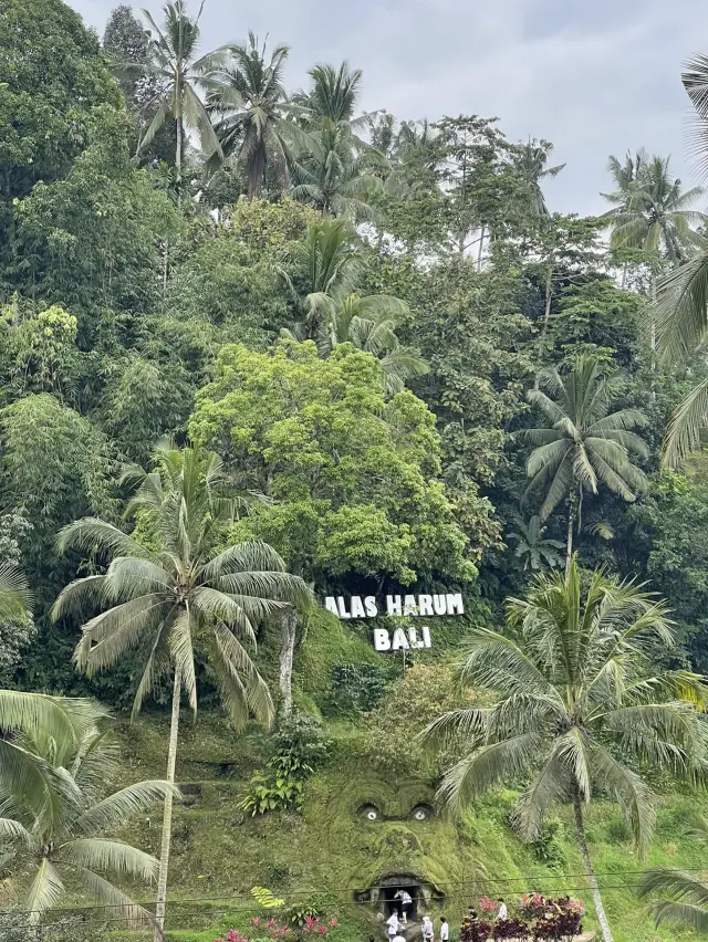 Alas Harum, Ubud – Bali’s Iconic Jungle Playground with Swings and Scenic Views 🌿☕