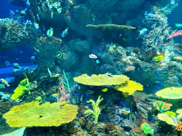 A New Deep Sea Adventure at Singapore Oceanarium