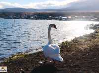 Swan Lake ที่ Lake Yamanakako