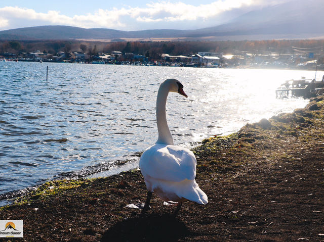 Swan Lake ที่ Lake Yamanakako