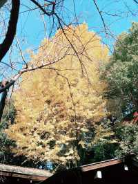 🍁【秋の乃木坂さんぽ 〜紅葉と公園から赤坂・六本木へ〜】
