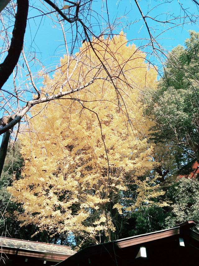 🍁【秋の乃木坂さんぽ 〜紅葉と公園から赤坂・六本木へ〜】
