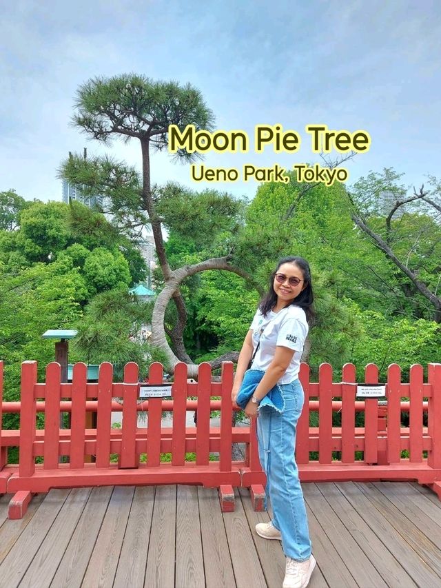 Moon Pine Tree @ Ueno Park