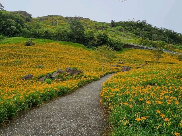 📍 花蓮｜一生必看，山林間的金色花海