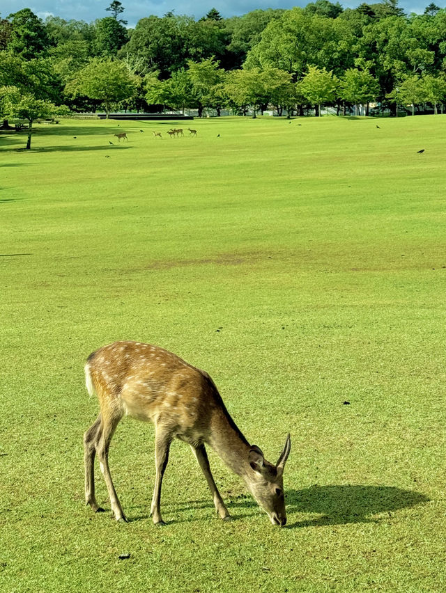 🗓 나라공원 당일치기 코스