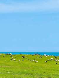 Echoes of the Plateau: Falling in Love with Qinghai Lake