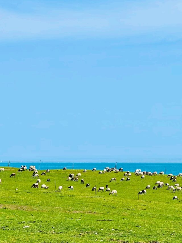Echoes of the Plateau: Falling in Love with Qinghai Lake