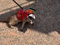 ๐ธ ๋์ฟ ์ฐ์๋
ธ๊ณต์ (Ueno Park)