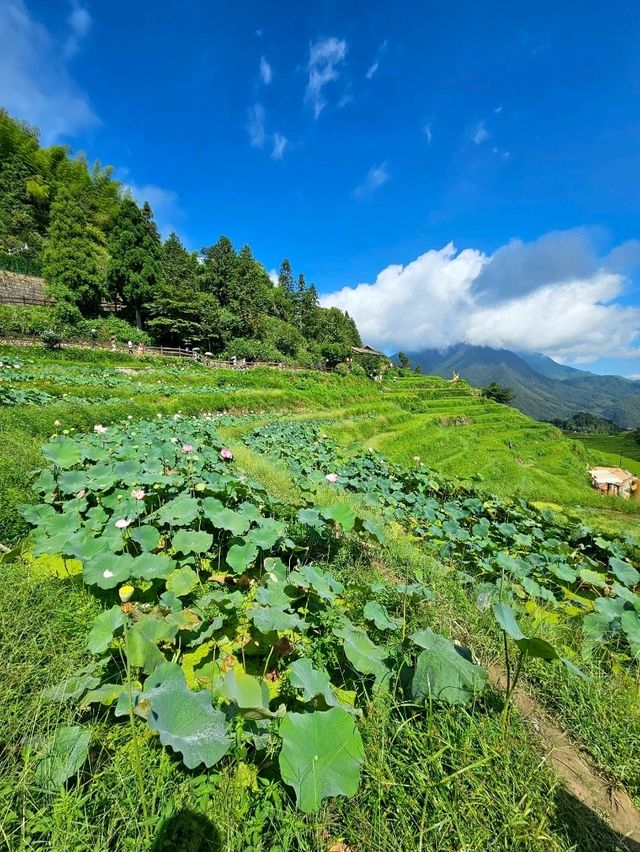 綠意盎然滿滿的云和梯田