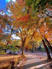 🍁 Autumn in Nami Island – A Korean Wonderland 🍂