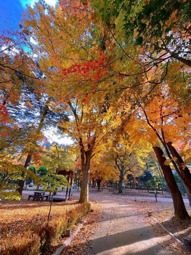 🍁 Autumn in Nami Island – A Korean Wonderland 🍂
