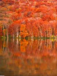 旅行前に見て】観光攻略付‼️早朝の森で 出会う息をのむ「鏡紅葉」の燃えるような絶景🍁✨