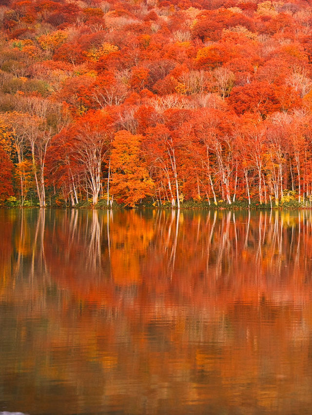 旅行前に見て】観光攻略付‼️早朝の森で 出会う息をのむ「鏡紅葉」の燃えるような絶景🍁✨
