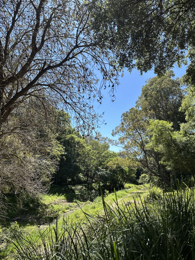 🌳 探訪「總理森林步道Prime Ministers’ Walk」：城市中的森林漫遊