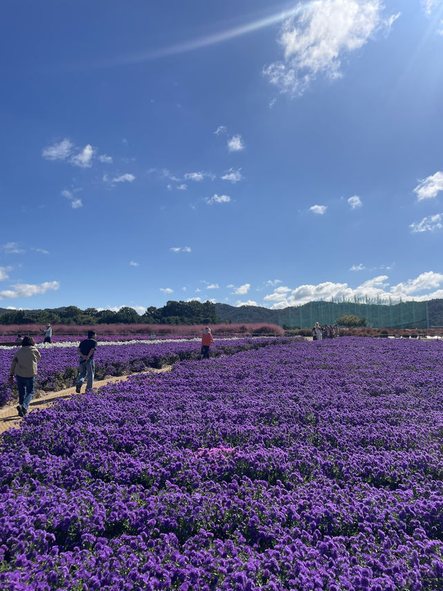Best autumn escapes near Seoul-Nari Park in Yangju