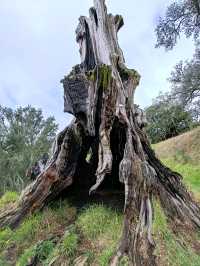 Auckland's Icon: Maungakiekie / One Tree Hill