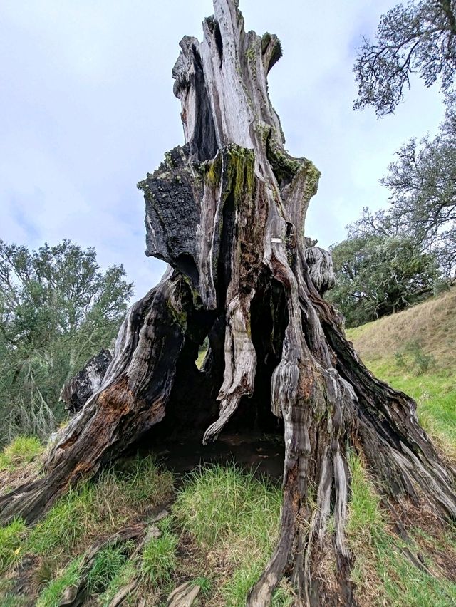 Auckland's Icon: Maungakiekie / One Tree Hill