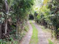 Ebony Forest Reserve Mauritius - Lovable tress on earth