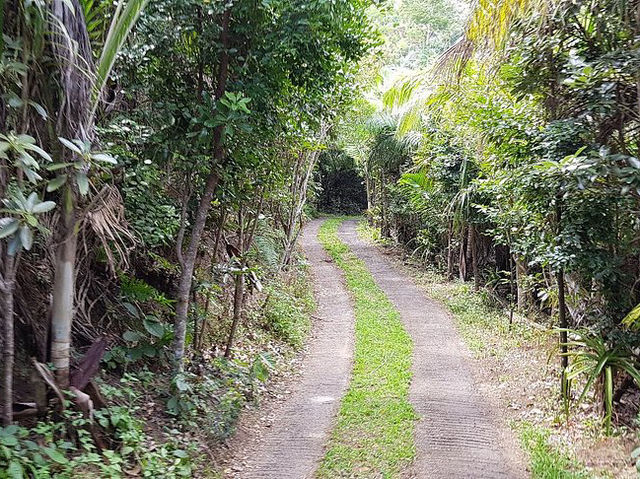 Ebony Forest Reserve Mauritius - Lovable tress on earth