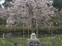 【福井・花筐公園🌸】春は桜の名所！紅葉も美しい越前市の癒しスポット