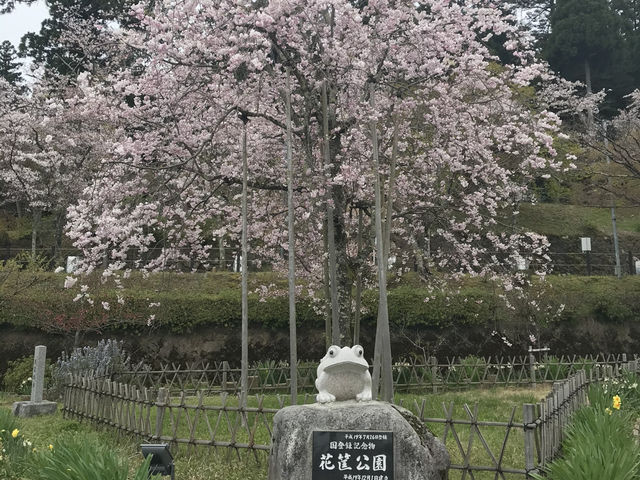 【福井・花筐公園🌸】春は桜の名所！紅葉も美しい越前市の癒しスポット