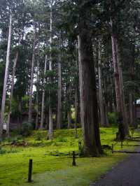 境内を覆う220種の苔  厳かで美しい景観