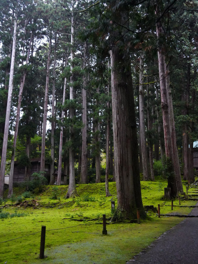 境内を覆う220種の苔  厳かで美しい景観 境内を覆う220種の苔  厳かで美しい景観