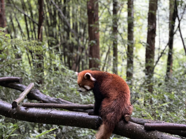 Side trip from Chengdu
