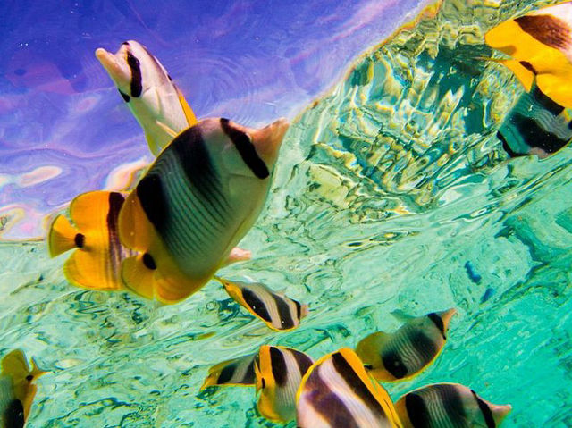 Bora Bora Explorer - Amazing & unforgettable tour Bora Bora Explorer - Amazing & unforgettable tour