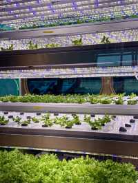 Fresh & Stylish Airport Café at Incheon T1 ✈️🥗