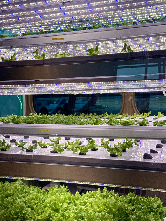 Fresh & Stylish Airport Café at Incheon T1 ✈️🥗 Fresh & Stylish Airport Café at Incheon T1 ✈️🥗